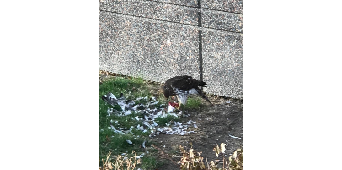 Pellegren Falcon devouring a pigeon
