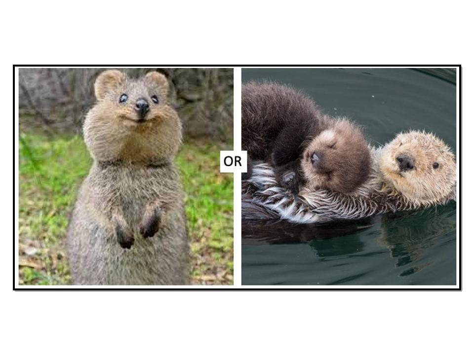 Quokka vs Otters