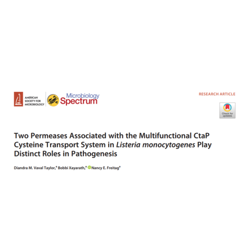 Title of a publication: Two Permeases Associated with the Multifunctional CtaP Cysteine Transport System in Listeria monocytogenes Play Distinct Roles in Pathogenesi