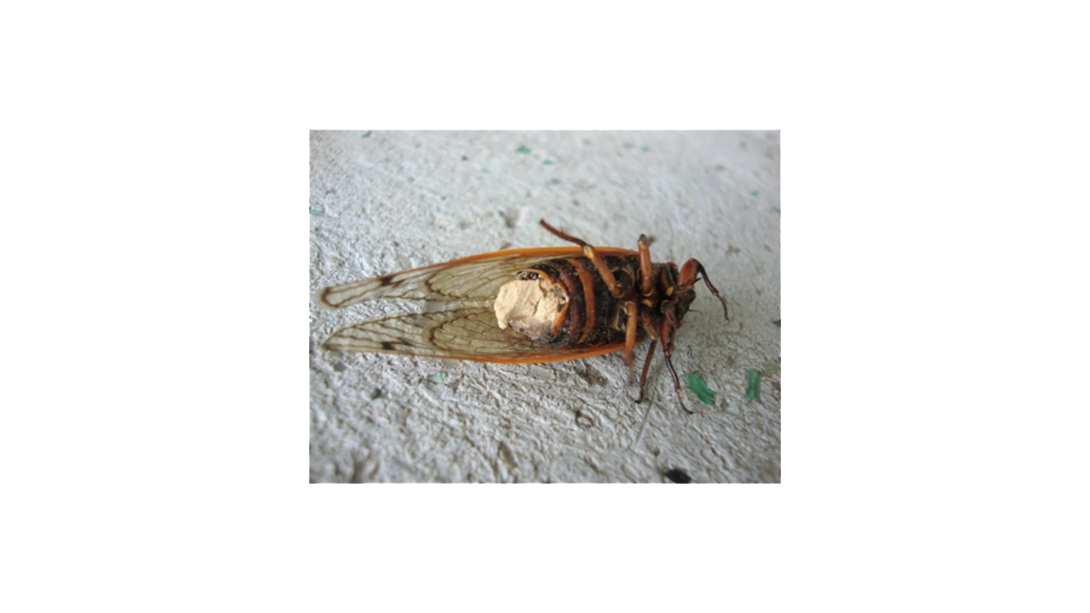 dead cicada